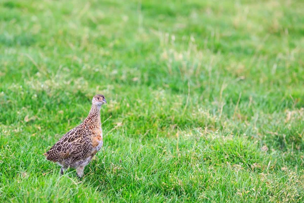 Pheasant female bird standing in grassland — Stock Photo, Image