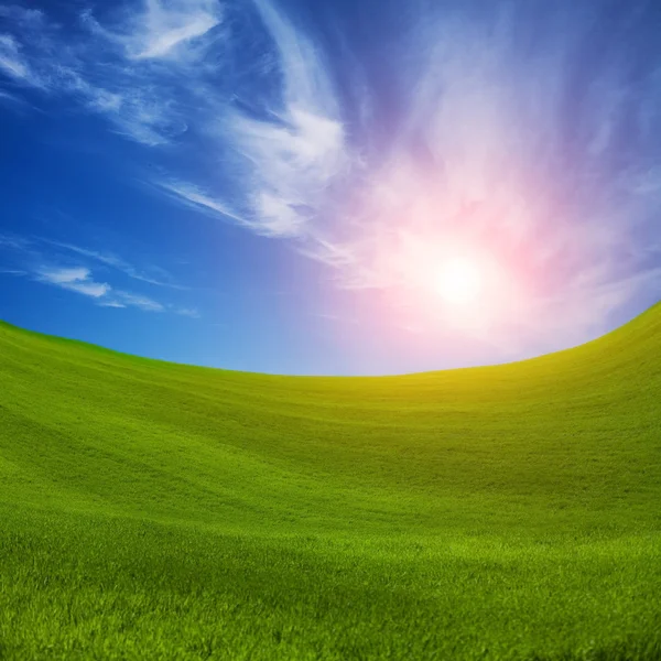 Feld mit grünem, frischem Gras — Stockfoto