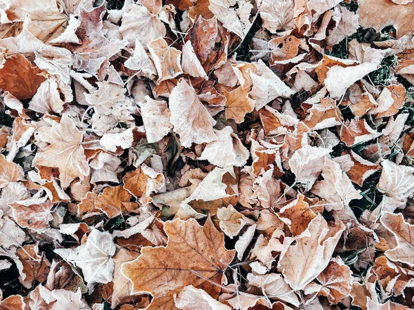 Осенние листья листвы. Обои, заставка для телефона, печать обложки — стоковое фото
