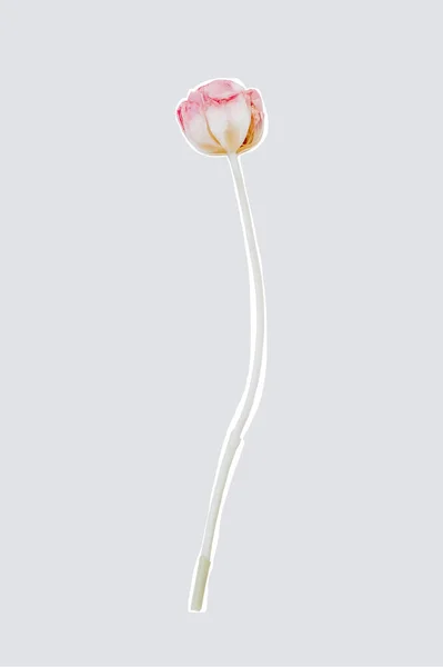 Flor de tulipa. Cortar elemento de foto — Fotografia de Stock