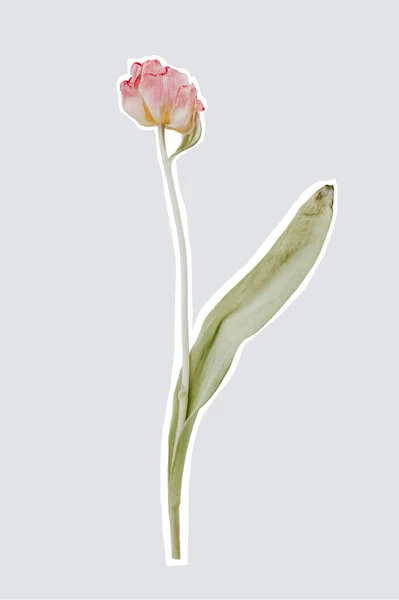 Flor de tulipa rosa isolada com folha. Cortar elemento de foto — Fotografia de Stock