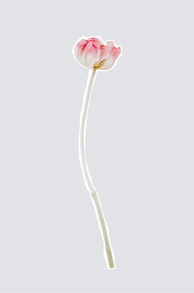 Pink tulip flower cut photo element — Stock Photo, Image