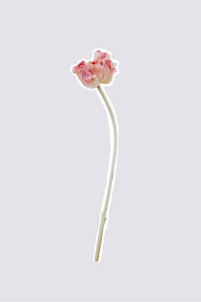Odizolowany kwiat tulipana. Element zdjęć ciętych — Zdjęcie stockowe