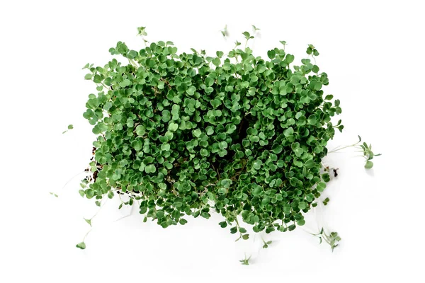 Fresh micro green arugula isolated on white background — Stock Photo, Image