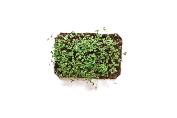 Fresh micro green broccoli on the linen rug isolated on white background — Stock Photo, Image