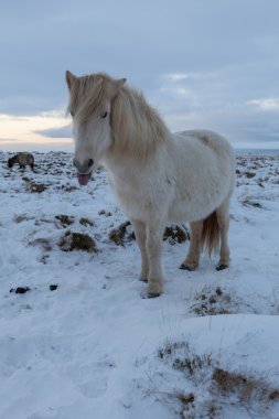 İzlanda at - stok fotoğraf