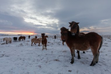 İzlanda at - stok fotoğraf