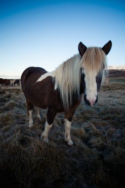 İzlandalı midilli aygır profili