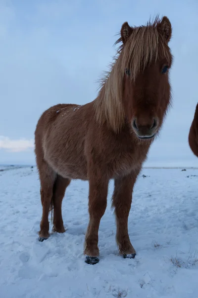 Kudde van IJslandse paarden grazen in de Wei — Stockfoto