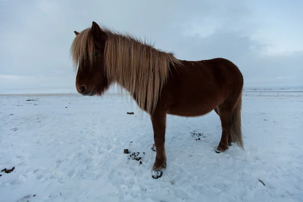 Flock Islandshästar som betar på ängen — Stockfoto