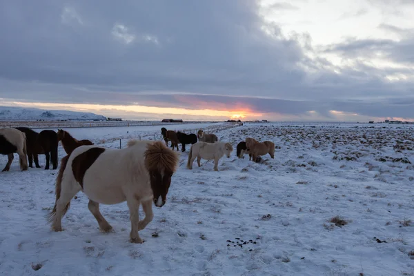 Kudde van IJslandse paarden grazen in de Wei — Stockfoto