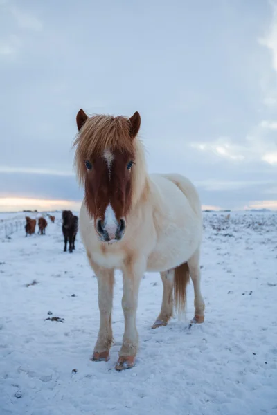 Flock Islandshästar som betar på ängen — Stockfoto