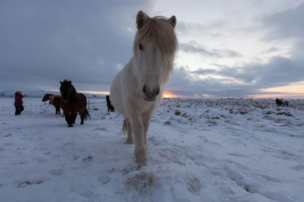 アイスランドの馬が牧草地に放牧の群れ — ストック写真