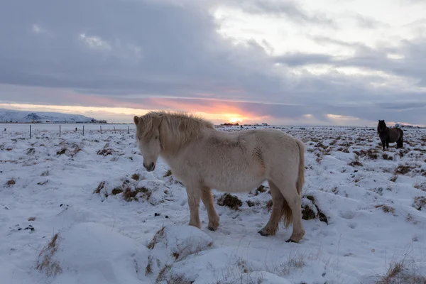 Kudde van IJslandse paarden grazen in de Wei — Stockfoto