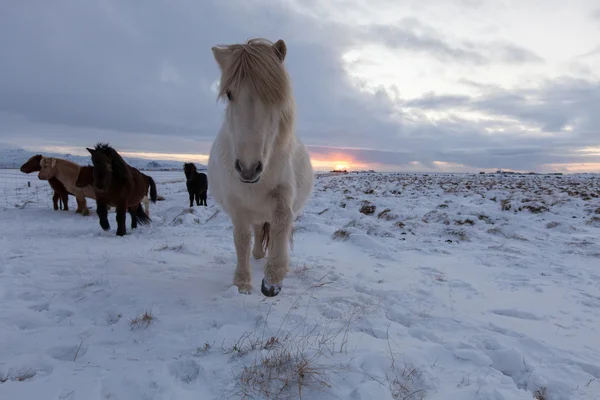 Kudde van IJslandse paarden grazen in de Wei — Stockfoto