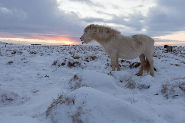 アイスランドの馬が牧草地に放牧の群れ — ストック写真