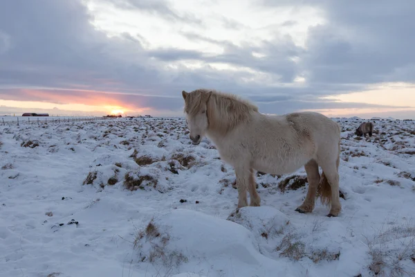 Rebanho de cavalos islandeses pastando no prado — Fotografia de Stock