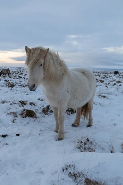 Flock Islandshästar som betar på ängen — Stockfoto