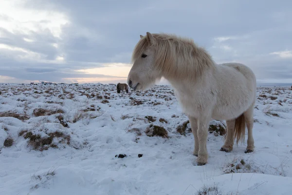 IJslandse paard - stockfoto — Stockfoto