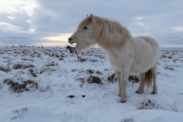 Islandský kůň - stock fotka — Stock fotografie
