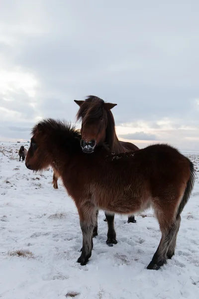 アイスランドの馬 - ストック フォト — ストック写真