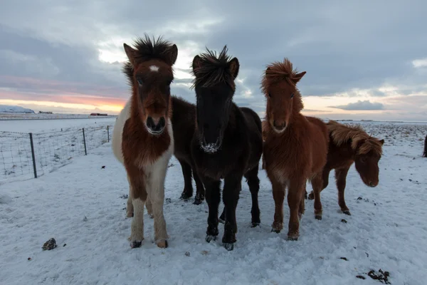 IJslandse paard - stockfoto — Stockfoto