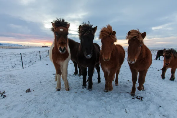 アイスランドの馬 - ストック フォト — ストック写真