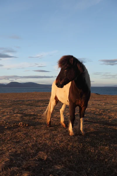 Islandshästar — Stockfoto
