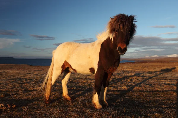 Cavalli islandesi — Foto Stock