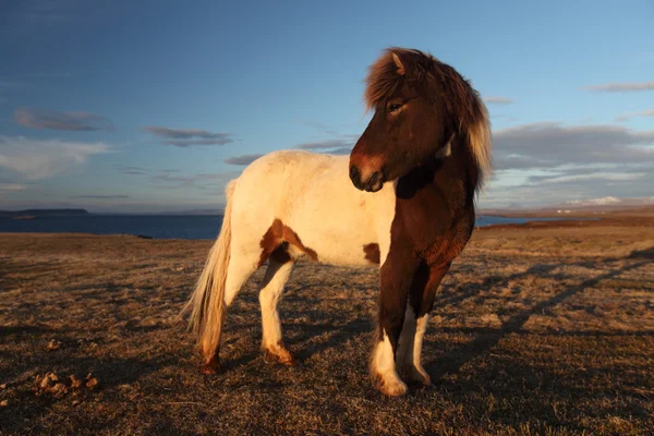 Cavalli islandesi — Foto Stock