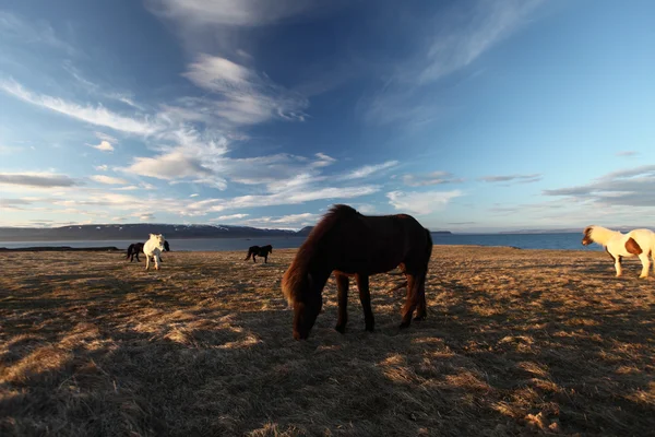 アイスランドの馬 — ストック写真