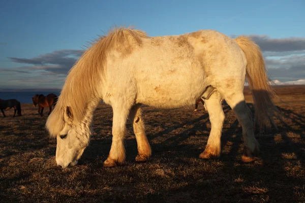 Cavalos islandeses — Fotografia de Stock