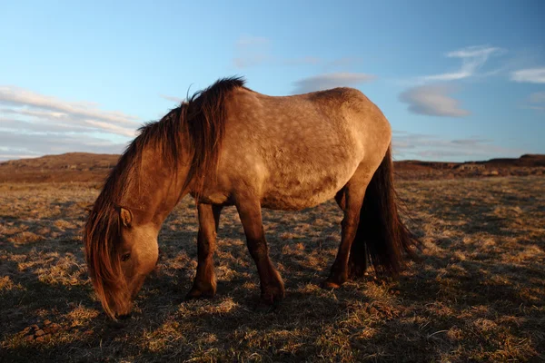 Cavalli islandesi — Foto Stock