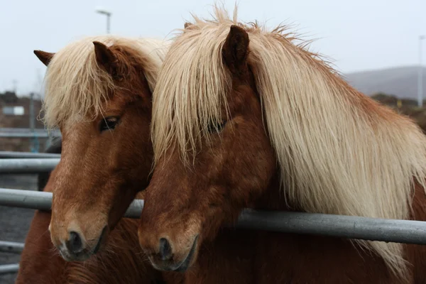 Islandští koně — Stock fotografie