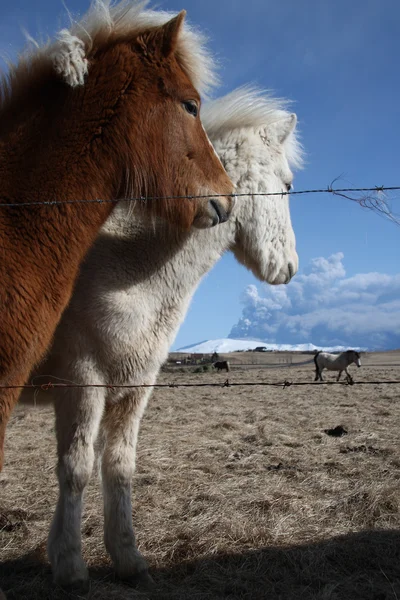 Islandske hester – stockfoto