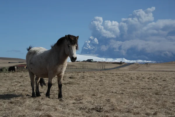 Icelandic horses — Stock Photo, Image