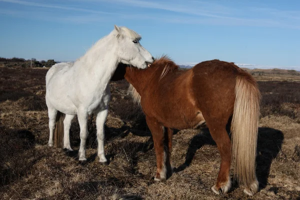 Cavalos islandeses — Fotografia de Stock