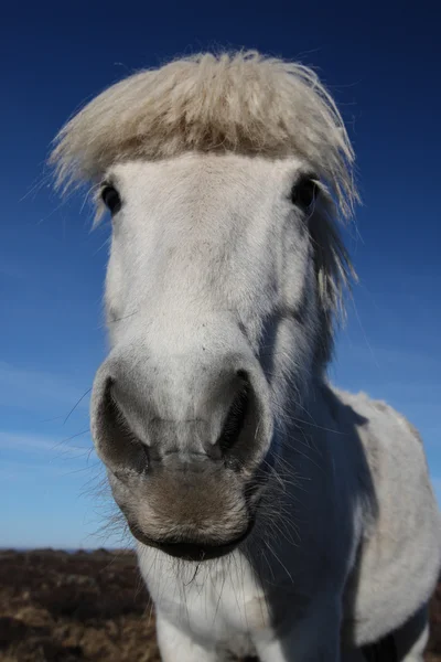 Исландские лошади — стоковое фото