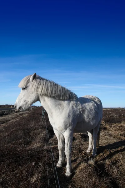 プロファイルでアイスランドのポニー種牡馬 — ストック写真