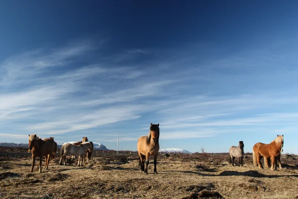 Icelandic horses — Stock Photo, Image