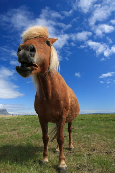 İzlandalı atlar — Stok fotoğraf