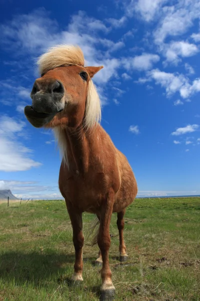 Caballos islandeses — Foto de Stock