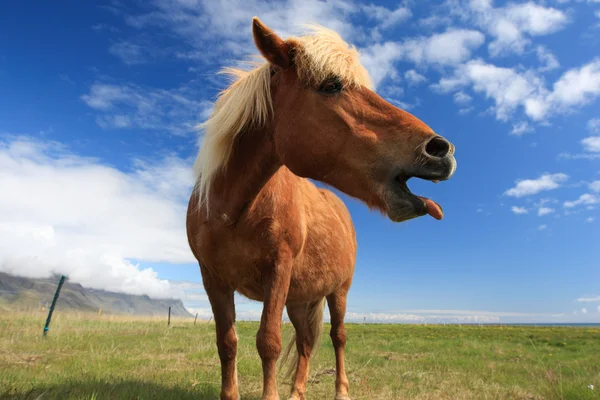 Islandske heste - Stock-foto