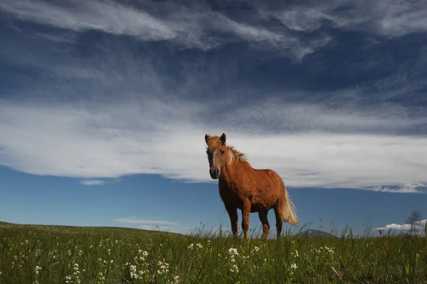 Islandshästar — Stockfoto