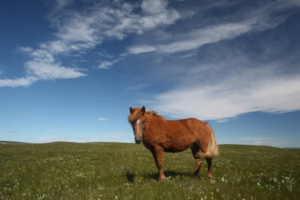 İzlandalı atlar — Stok fotoğraf