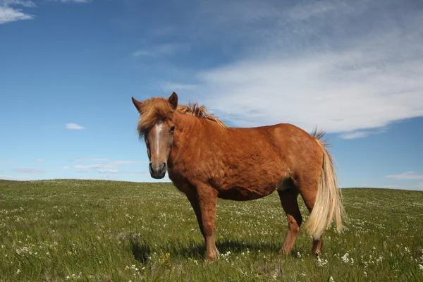 Islandshästar — Stockfoto