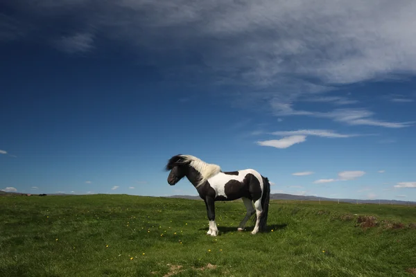 Caballo islandés — Foto de Stock