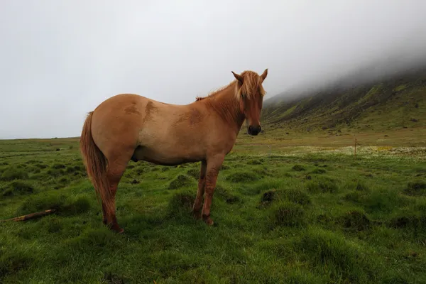 Cavallo islandese — Foto Stock