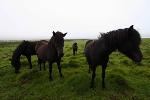 アイスランドの馬 — ストック写真