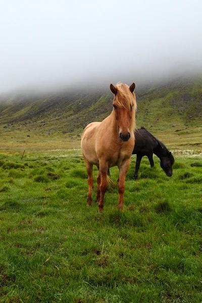Icelandic horse — Stock Photo, Image